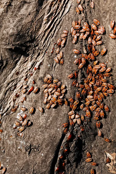 フィールドの浅い深さ 木の樹皮に赤 Begbugs — ストック写真