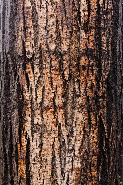 Corteza Árbol Naturaleza Nota Poca Profundidad Campo —  Fotos de Stock