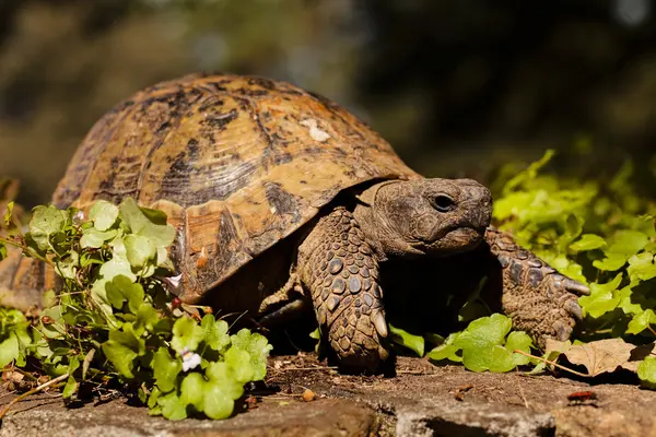 Tortue Dans Herbe Verte Note Faible Profondeur Champ — Photo