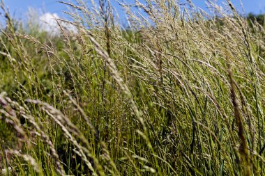 uzun otların bir alanda