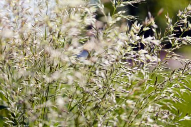 uzun otların bir alanda