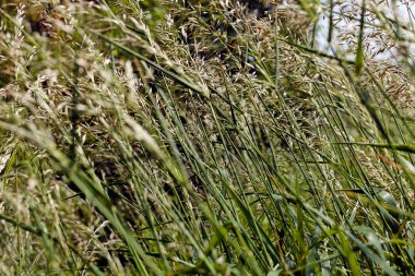 uzun otların bir alanda