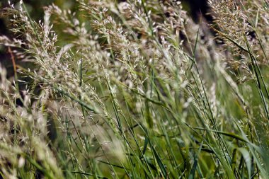 uzun otların bir alanda