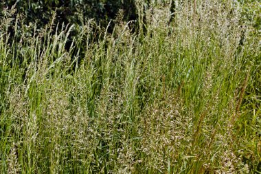 uzun otların bir alanda