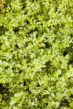 parlak yeşil çimen