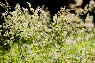 uzun otların bir alanda