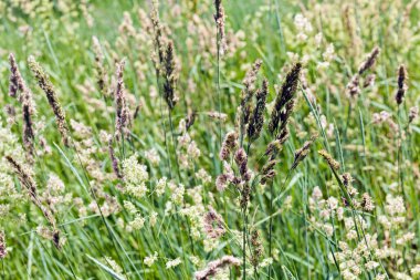 uzun otların bir alanda