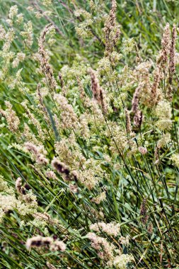 uzun otların bir alanda