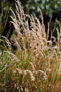 uzun otların bir alanda
