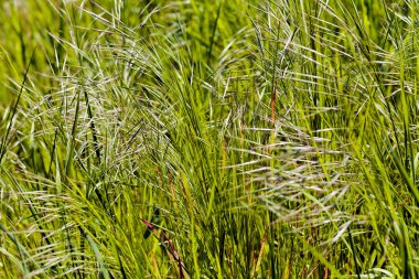 parlak yeşil çimen