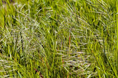 parlak yeşil çimen