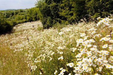 çiçek alan papatyalar