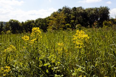 Çayırdaki çiçekler.