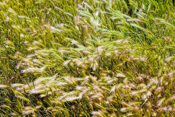 Hierba alta en un campo —  Fotos de Stock