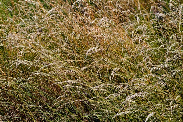 Высокая зелёная трава — стоковое фото