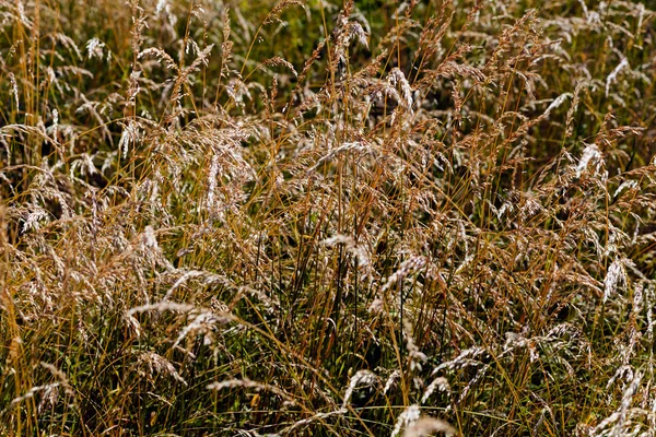 Brun högt gräs i ett fält — Stockfoto
