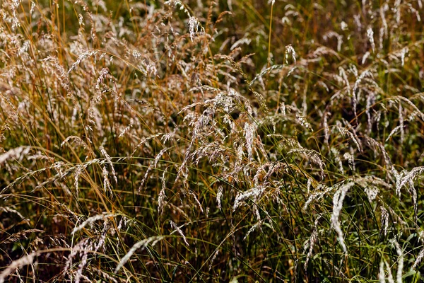 Hierba alta marrón en un campo —  Fotos de Stock