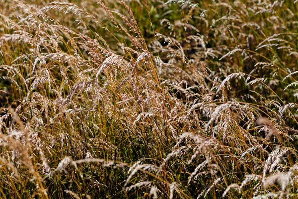 Hierba alta marrón en un campo — Foto de Stock