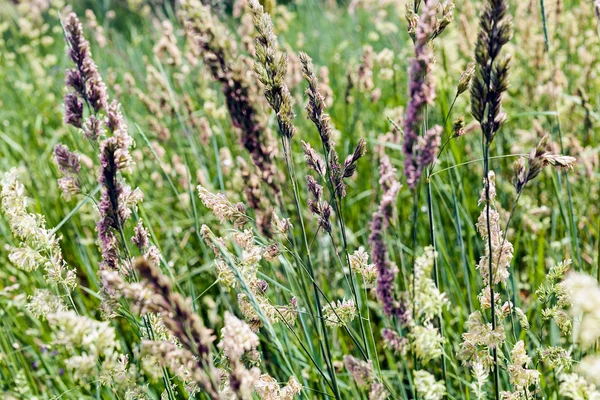 uzun otların bir alanda