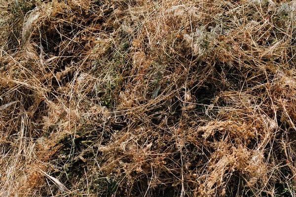 Erba secca in autunno — Foto Stock