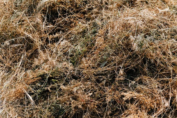 Herbe sèche en automne — Photo