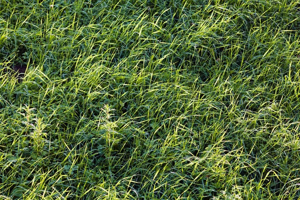 Hierba verde brillante — Foto de Stock