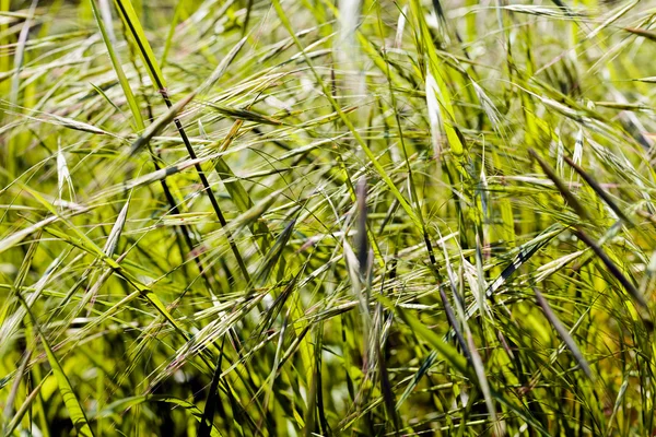 Grama verde brilhante — Fotografia de Stock