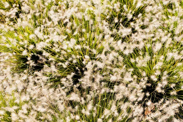 Erba alta fiorita — Foto Stock