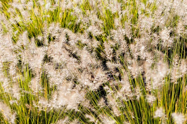 Цветущая высокая трава — стоковое фото