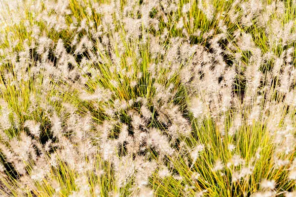 Bloei hoog gras — Stockfoto