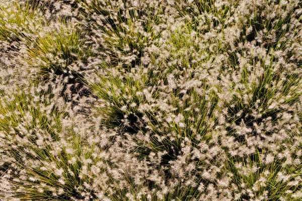 Hierba alta florecida — Foto de Stock