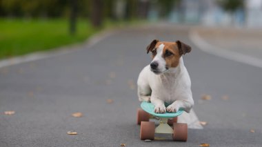 Jack Russell Terrier sonbahar parkında bir kuruş tahtasına biniyor.