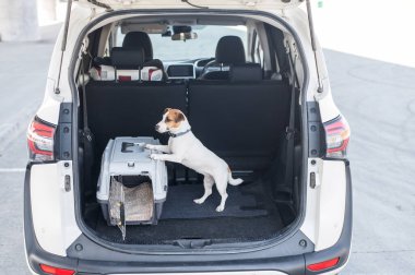 Jack Russell Terrier Araba Bagajında Seyyar Taşıyıcı Köpeği