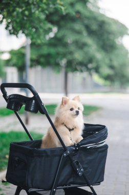 Evcil bebek arabasında şirin bir köpek.