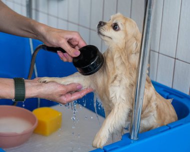 Bakımda sevimli bir Pomeranian. Köpek duşta.