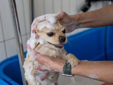 Bakımda sevimli bir Pomeranian. Köpek duşta.