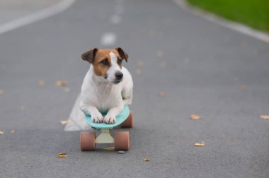 Jack Russell Terrier sonbahar parkında bir kuruş tahtasına biniyor.