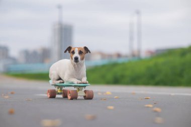 Jack Russell Terrier sonbahar parkında bir kuruş tahtasına biniyor.
