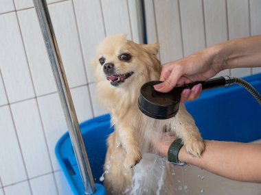 Bakımda sevimli bir Pomeranian. Köpek duşta.