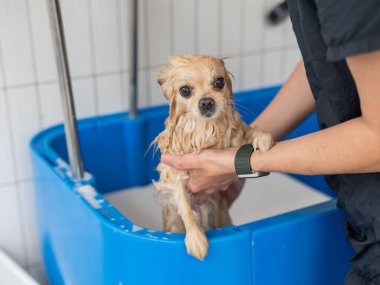 Bakımda sevimli bir Pomeranian. Köpek duşta.