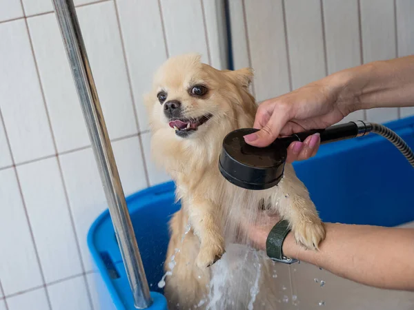 Bakımda sevimli bir Pomeranian. Köpek duşta.