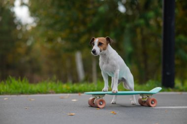Jack Russell Terrier sonbahar parkında bir kuruş tahtasına biniyor.