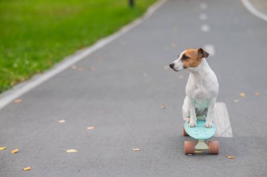 Jack Russell Terrier sonbahar parkında bir kuruş tahtasına biniyor.