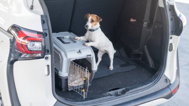 Jack Russell Terrier Araba Bagajında Seyyar Taşıyıcı Köpeği