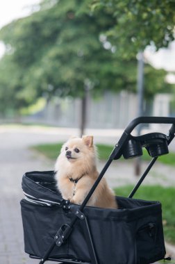 Evcil bebek arabasında şirin bir köpek.