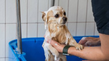 Bakımda sevimli bir Pomeranian. Köpek duşta.