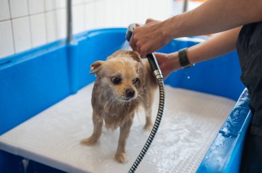 Bakımda sevimli bir Pomeranian. Köpek duşta.