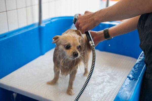 Симпатичный Померанец на уходе. Собака в душе
