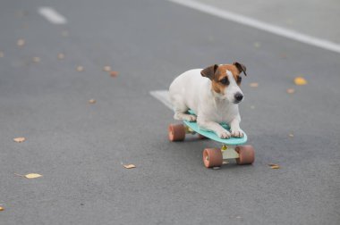 Jack Russell Terrier sonbahar parkında bir kuruş tahtasına biniyor.
