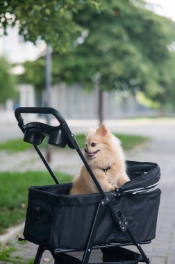 Evcil bebek arabasında şirin bir köpek.